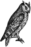 The scops-eared owl is diminutive in size, not exceeding that of the thrush, (Figuier, 1869).