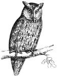 The scops-eared owl is diminutive in size, not exceeding that of the thrush, (Figuier, 1869).