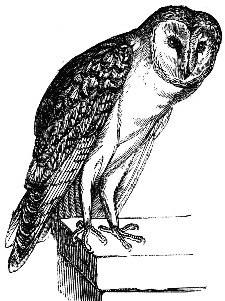 barn owl clip art