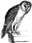 The barn owl is known to destroy rats and mice on farms,(Figuier, 1869).