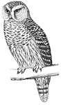 The Hawk owl is about 15 inches long and feeds on rabbits, rats, mice, reptiles and birds, (Figuier, 1869).