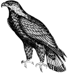 The Eagle is endowed with immense muscular vigor, and is therefore, able to carry off prey of considerable size, (Figuier, 1869).