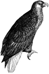 The Eagle is endowed with immense muscular vigor, and is therefore, able to carry off prey of considerable size,(Figuier, 1869).