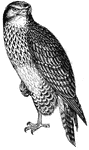 Hawks have strong talons, curved bills and keen eyesight.