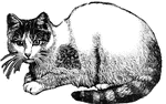 The domestic cat has teeth made to tear and cut flesh, and the tongue is dry and rough like a file, (Wood, 1896).