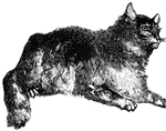 The color and markings of the wild cat are always nearly the same. They are a brindled sandy gray,(Wood, 1896).