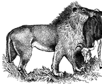 A lion when fully grown is nearly eleven feet long from nose to tip of tail and about four feet in height, (Wood, 1896).