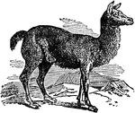 A close relative to the Llama, the Alpaca is used primarily for its wool. It lives in the wild, and is domesticated, in Chile and Peru.
