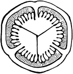 Cross-section of an ovary of Hypericum graveolens, the three large placenta meeting in the centre, so as to form a three-celled ovary.