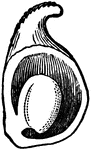 Section of the ovary of a Buttercup, lengthwise, showing its ascending ovule.