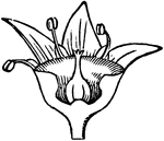 Vertical section of a Buckthorn flower.