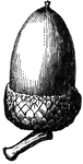 Nut (acorn) of the Oak, with its cup or cupule.