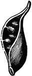 Follicle of Marsh Marigold (Caltha palustris)