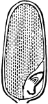 Section of a grain of Rice, lengthwise, showing embryo outside the albumen, which forms the principal bulk.