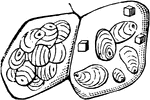 Some magnified starch-grains, in two cells of a potato.