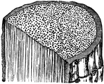 A Palm-stem in transverse and longitudinal section, the dots on the cross sections represent cut ends of the woody bundles or threads.
