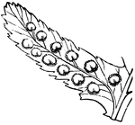 A small piece (pinnule) of a Shield-Fern: a row of fruit-dots on each side of the midrib, each covered by its kidney shaped indusium.