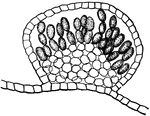 Section through a conceptacle of Delesseria Leprieurei, showing the spores, which are single specialized cells, two or three in a row.