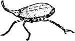 A most singularly-formed insect; the front part of its head being much prolonged, and projecting upward like a thin curved horn.