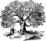 The Charter Oak, where the Connecticut Charter was temporarily hidden.