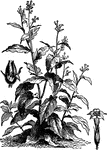The plant that produces tobacco leaves used in the production of smoking tobacco.