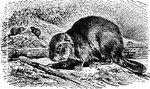 A rodent that dams streams and tributaries. Its pelt was highly sought by fur traders.