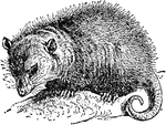 A rodent of North America that plays deadfor self defense.