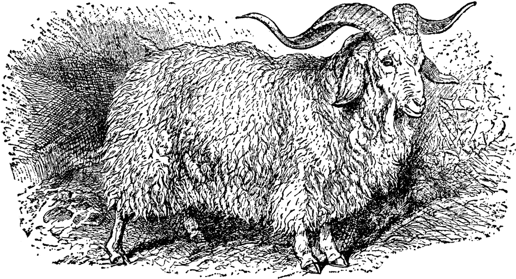 Angora Goat Silhouette Set Isolated White Goat Sheep Lamb Logo Stock Vector  by ©Fauzani 389816940