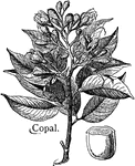 A tree that produces the resin copal that is used in various varnishes.