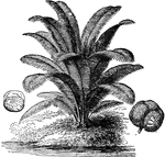 A South American palm that produce a seed for the which the plant is named.