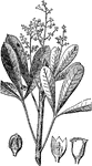 The Caoutchouc plant.