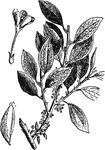 The coca plant is the source of the coca leaf used in medicine and in the production of cocaine