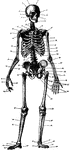 1. Frontal bone 2. Parietal bone 3. Coronal Suture 4. Squamous portion of Temporal bone 5. Mastoid process of Temporal bone 6. Zygoma 7. Superior Maxillary Bone 8. Inferior Maxillary Bone 9. Tempero-Maxillary Bone 10. Nasal Bone 11. Orbit 12. Cervical Vertebra 13. First Rib 14. Clavicle 15. Manubrium 16. Body of Sternum 17. Ensiform Process of Sternum 18. Shoulder Blade 19. Acromion Process of Scapula 20. Costal Cartilage 21. Seventh Rib 22. Eighth Rib 23. Twelfth Rib 24. Twelfth Dorsal Vertebra 25. Lumbar Vertebra 26. Head of Humerus 27. Humerus 28. Elbow-Joint 29. Radius 30. Ulna 31. Wrist 32. Metacarpal bone 33.Thumb 34. Phalanges of the Finger 35. Sacrum 36. Ilium 37. Crest of the Ilium 38. Pubic Bone 39. Ischium 40. Sacro-Iliac Symphysis 41. Pubic Symphysis 42. Obturator Foramen 43. Head of Femur 44. Neck of Femur 45. Greater trochanter 46. Femur 47 Patella knee-pan 48. Tibia 49. Fibula 50. External Malleolus 51. Internal Malleolus 52. Os Calcis 53. Tarsus 54. Metatarsal Bone 55. Phalanges of Toes