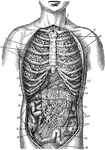 1. Collar bone 2. Left Lung 3. Breast Bone 4. Right Lung 5. Ribs 6. Right lobe of the liver 7. Left lobe of the liver 8. Cartilage 9. Stomach 10. Spleen 11. Descending colon 12. Transverse colon 13. Ascending colon 14. Omentum 15. Coecum 16. Verniform appendix 17.Mesentery 18. Small intestines 19. Sigmoid Flexure 20. Bladder