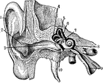 1. Helix 2. Concha 3. Outer passage 4,5,6. emicircular canals 7. Oval indow 8. Cochlea 9. Eustachian tube 10. Ear drum