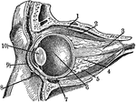 Section through the closed left eye.1. Lifting muscle 2. Upper Straight Muscle 3. Optic Nerve 4. Fatty Cushion 5. Lower straight muscle 6. Vitrous Humour 7. Lower cross muscle 8. Lower Eyelid 9. Upper eyelid 10. Crystalline lens