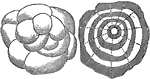 Concentric layers, similar to those of an onion, will be noticed, arranged around a central nucleus, sometimes of ice and sometimes of snow, through generally the latter. The stones are more or less oblately spheroidal in shape. Their general weight varies from a few grains to several ounces, but they have been known to way several pounds.