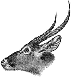 A relative of the South African antelope.