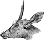 A relative of the South African antelope.