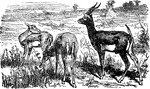 Several long-horned antelopes antelopes on the plains of Africa.