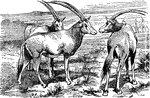 Sabre Antelopes on the plains of Africa.