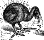 A flightless bird of New Zealand