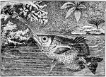 A fish capable of spitting water about three to four feet at insects it intends to eat.