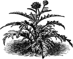 The blossom of the Artichoke plant is edible and cultivated world wide.