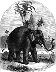 Elephants are mammals, and the largest land animals alive today. The elephants gestation period is 22 months, the longest of any land animal. At birth it is common for an elephant calf to weigh 265 lbs. An elephant may live as long as 70 years, sometimes longer.