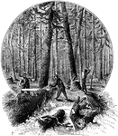 A scene where loggers are cutting down a pine tree forest in the United States.
