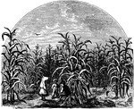 A scene of a cornfield with three children playing.