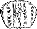 A grain of Indian Corn, flatwise, cut away a little, so as to show the embryo, lying on the albumen, which makes the pincipal bulk of the seed.