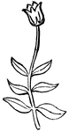 Diagram of an opposite-leaved plant, with a single terminal flower.