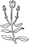 Diagram of opposite-leaved plant with a cyne of three flowers; <em>a</em> the first flower, of the main axis: <em>b b</em>, those of branches.